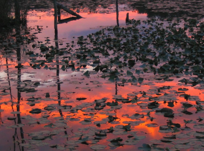 Swamp Lily Sunset