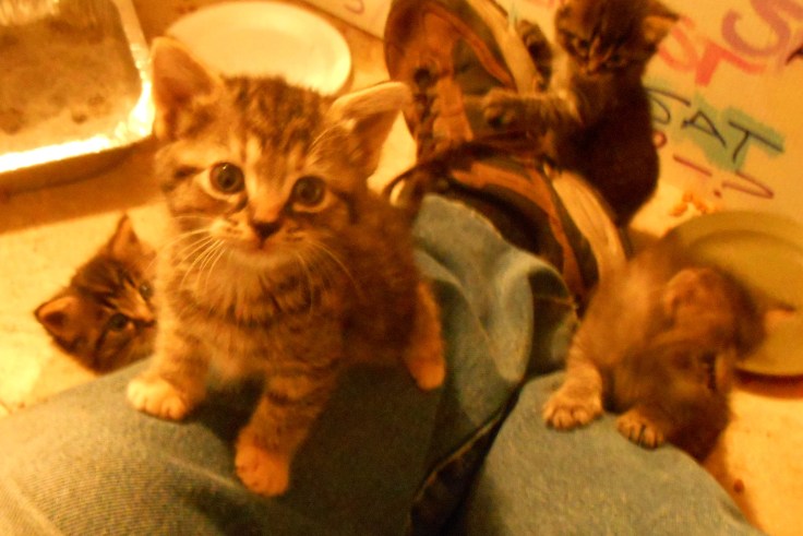 Kittens Warm and Fuzzy