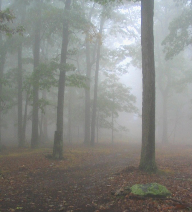 wildernest-path-mist