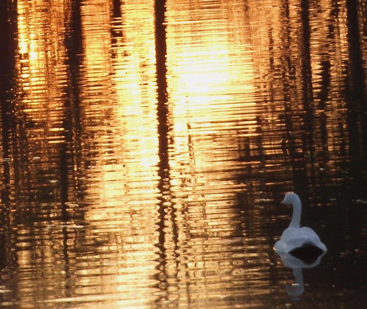 swan-memorial-park-reflection