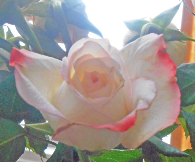 white-flower-closeup