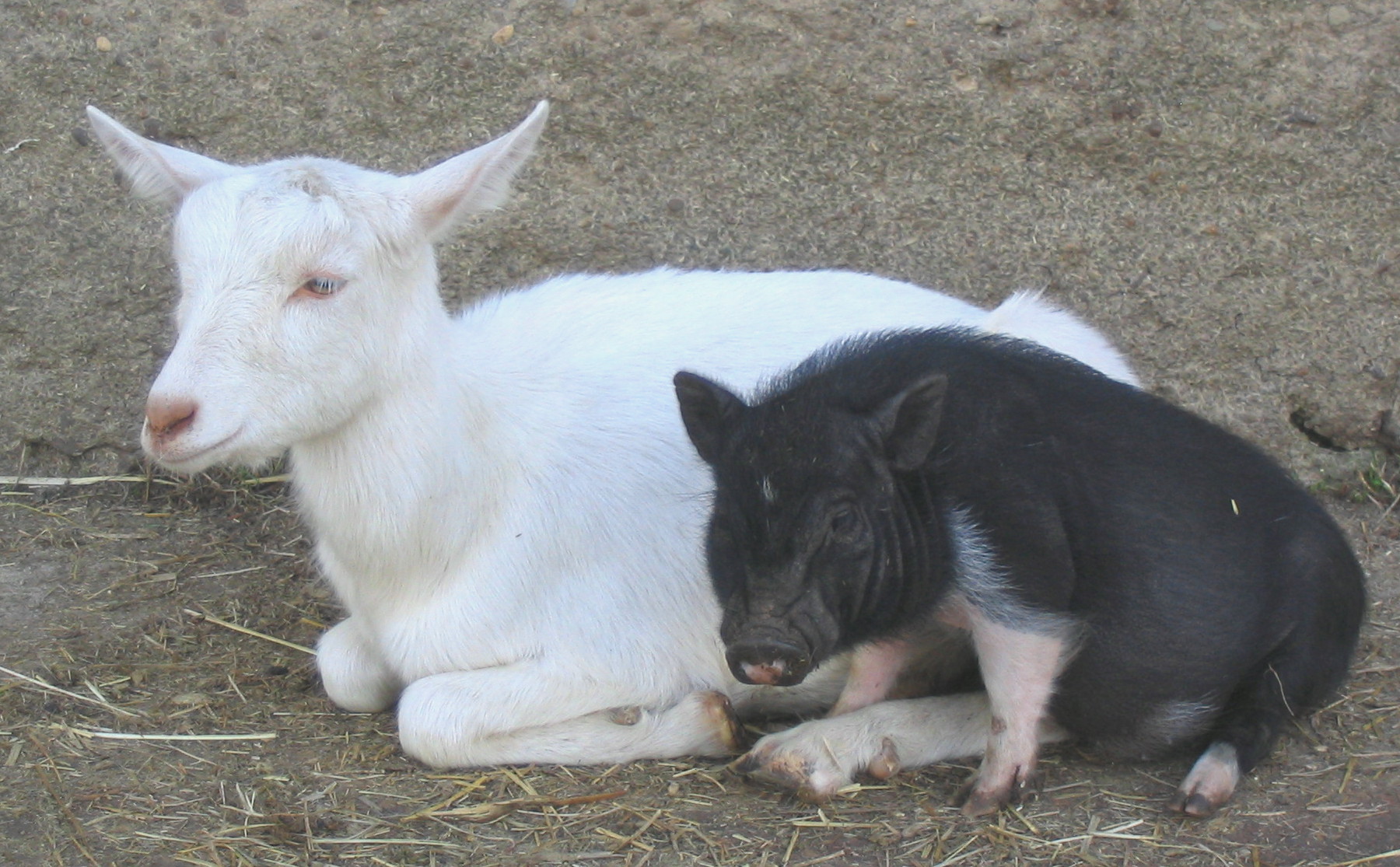 Goat And Pig Friends