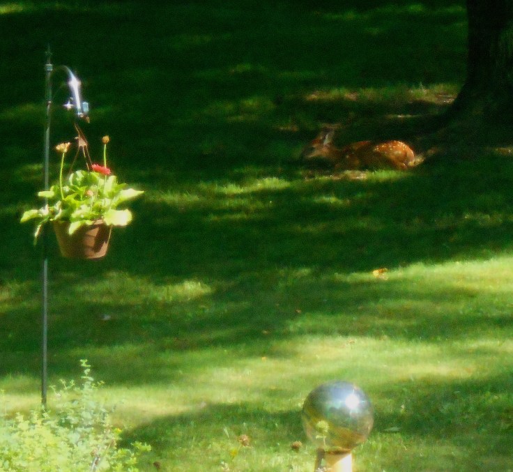 Deer in BackYard