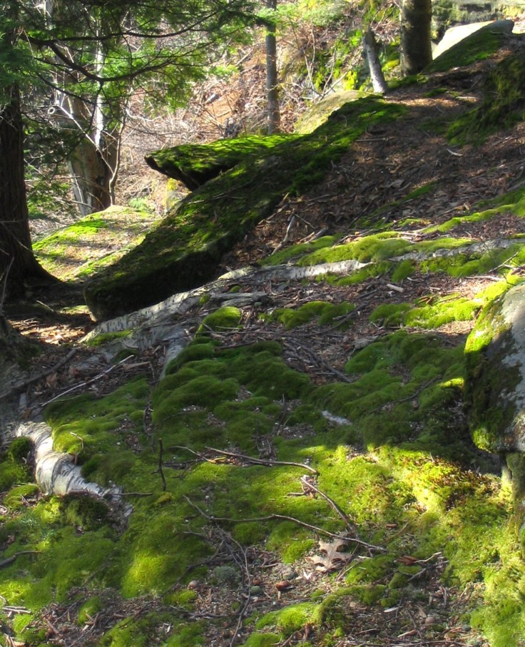 Kendall Ledge Moss