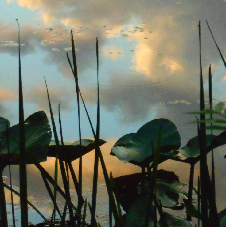 Lilly Cloud Reflections