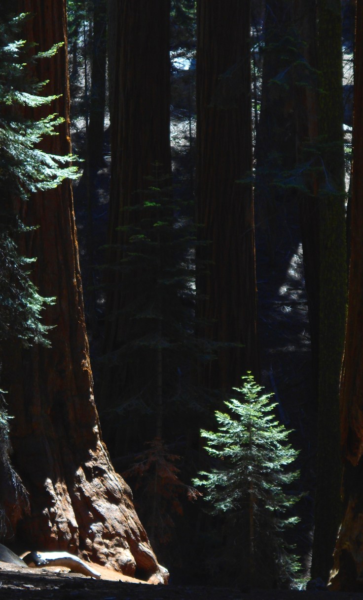 Sequoia Grove Little Pine