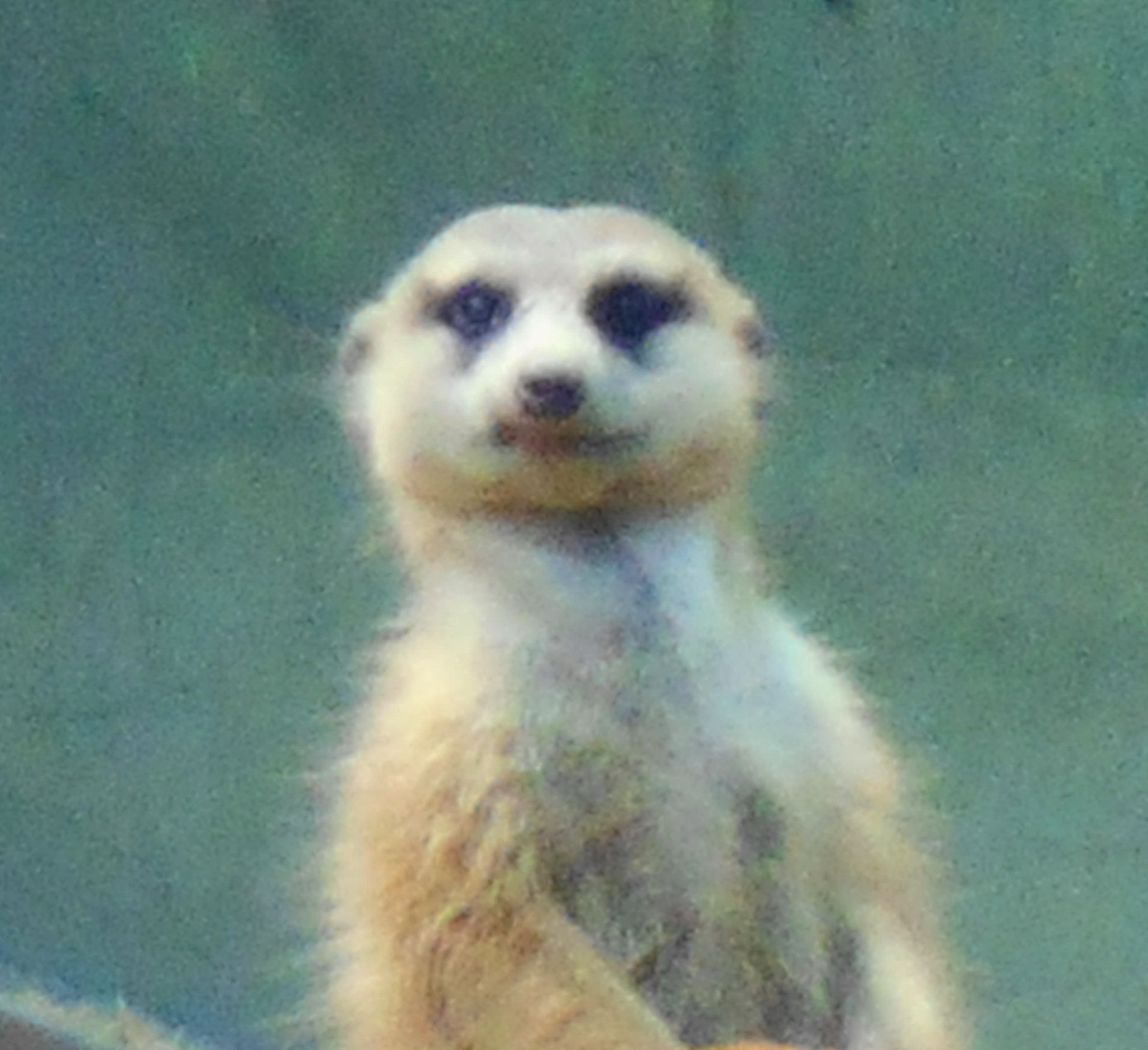 Meerkat Poses for His School Photo