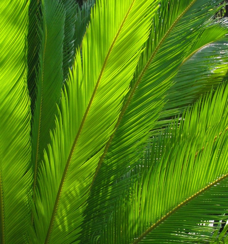 Palms