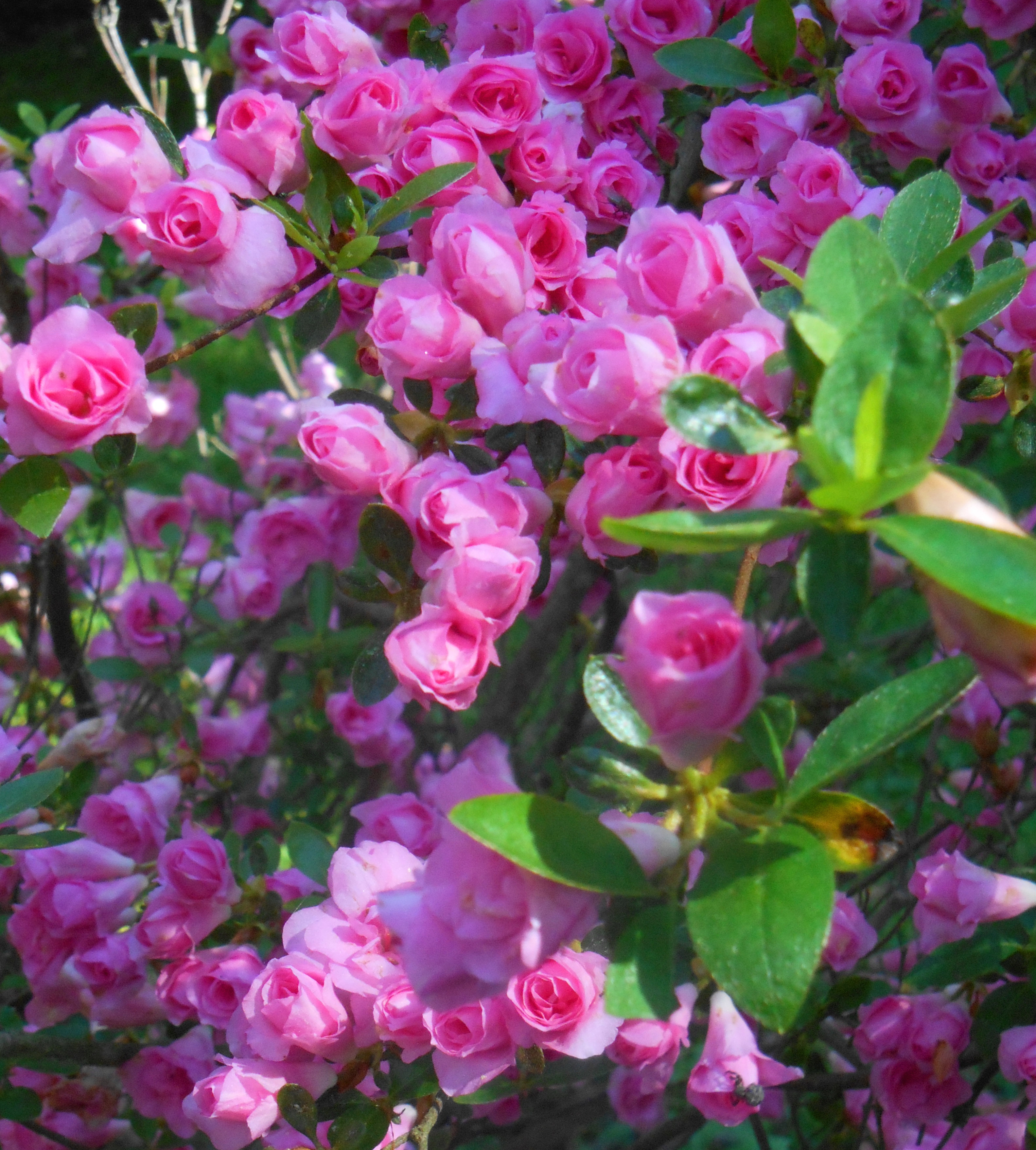 Mini Roses