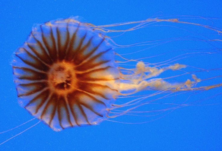 Jellyfish
