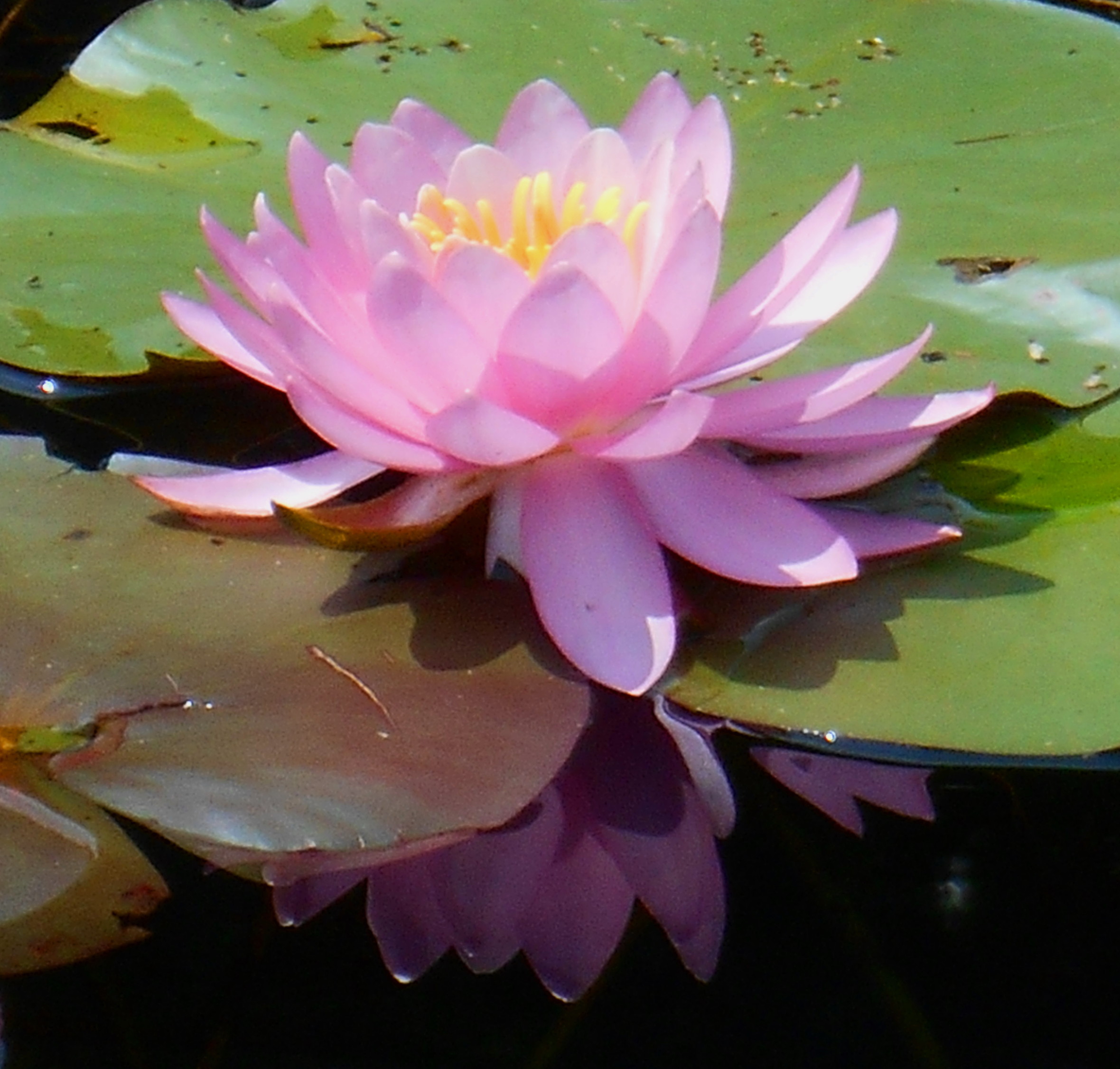 Pond Pink Flower
