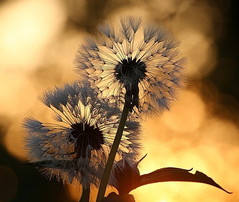 Dandelion