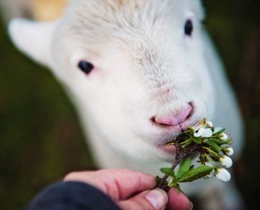 Sheep Being Fed Clover