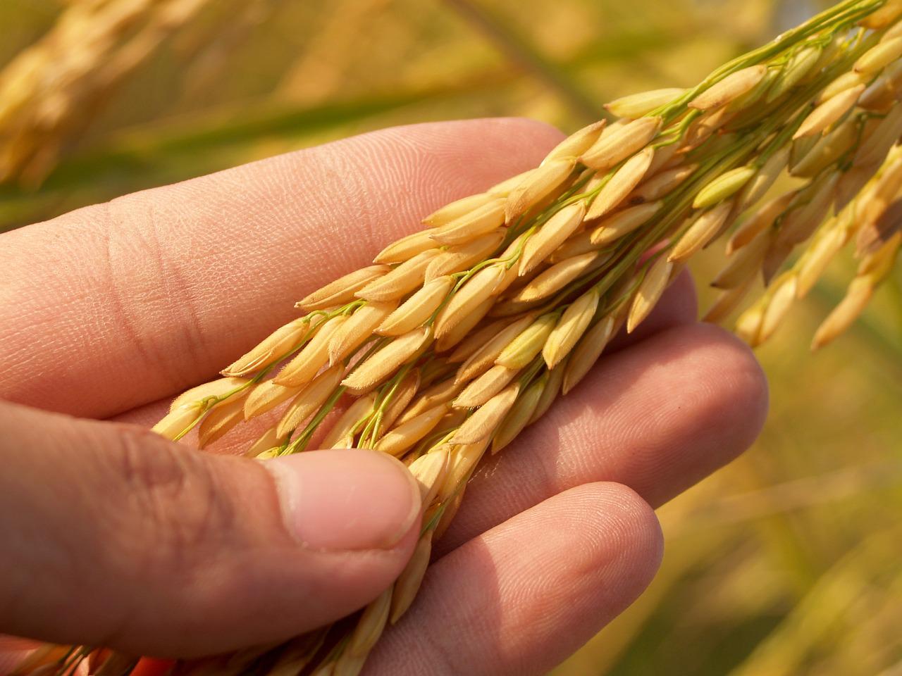 Wheat in a Hand